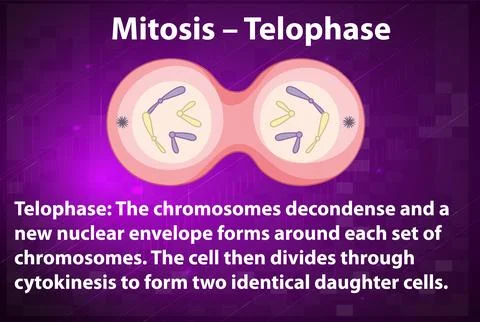 Process of mitosis telophase with explanations Stock Illustration