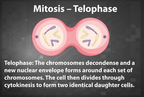 Process of mitosis telophase with explanations Stock Illustration