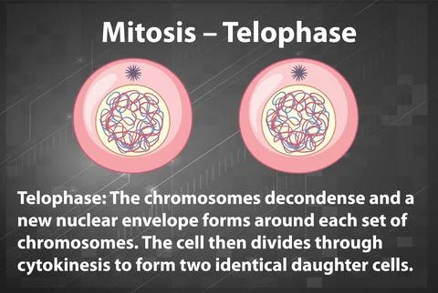 Process of mitosis telophase with explanations Stock Illustration