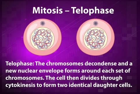 Process of mitosis telophase with explanations Stock Illustration