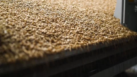The Process of Moving Coffee Beans on a Conveyor Belt in the Coffee Production Stock Footage 310558344