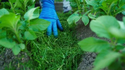 The process of mulching the soil of a vegetable garden, close-up Stock Footage 311001626