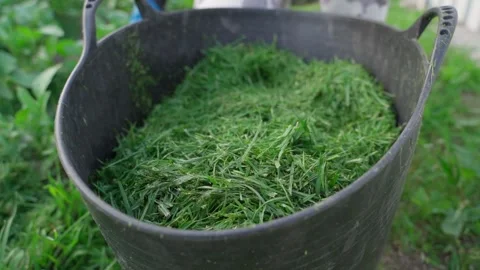 The process of mulching the soil of a vegetable garden with green grass Stock Footage 311001894