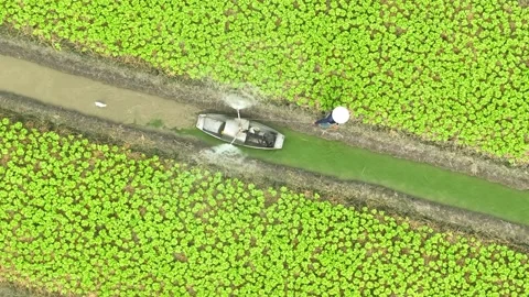 The process of nurturing young vegetable plants with water. Video stock 306834769