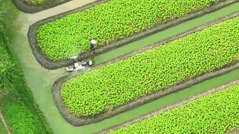 The process of nurturing young vegetable plants with water. Stock Footage 306834879