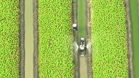 The process of nurturing young vegetable plants with water. Stock Footage 306835203