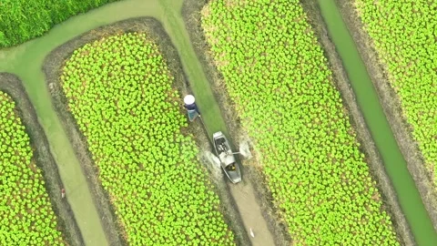 The process of nurturing young vegetable plants with water. Stock Footage 306835244