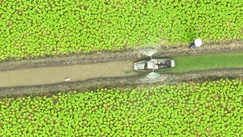 The process of nurturing young vegetable plants with water. Stock Footage 306838837