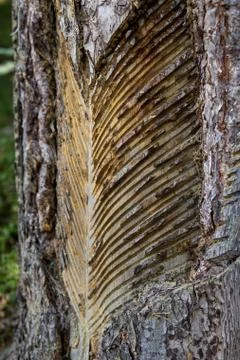Process of obtaining rosin Stock Photos