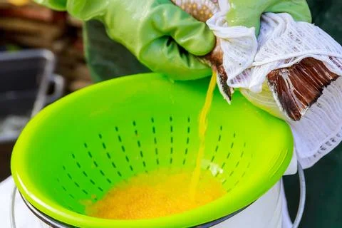 The process of obtaining yellow caviar from brook trout. Fish farming. Stock Photos