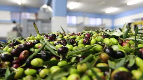 The process of olive cleaning and defoliation in a modern italian oil mill Stock Footage 221021842