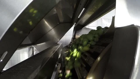 The process of olive cleaning in a modern oil mill Stock Footage 74142984
