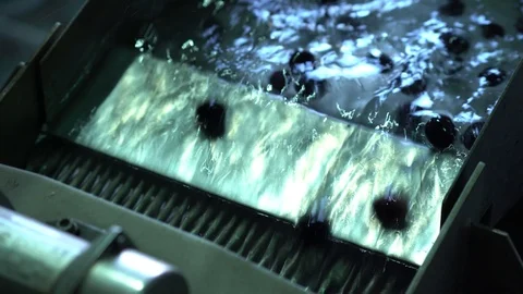 The process of olive cleaning in a modern oil mill Stock Footage 124578693