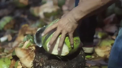 The process of opening a young coconut Stock Footage 282970214