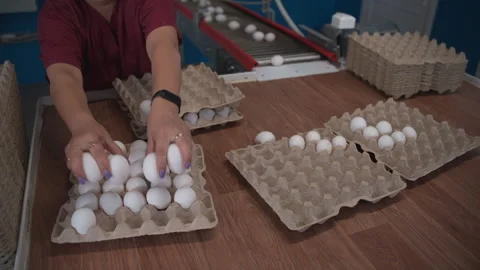 Process of packaging chicken eggs by a skilled worker at a layer poultry farm Stock Footage 279228617