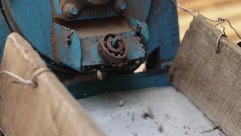 The process of peeling dry coffee beans Stock Footage 314717856