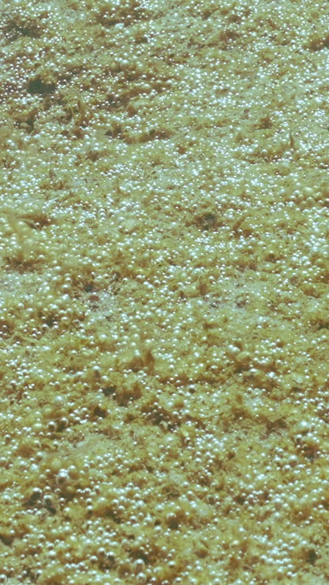 Process of photosynthesis in colonial unicellular algae growing on sandy bottom Video stock 331609112