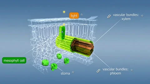 Process of photosynthesis 스톡 동영상 316416469