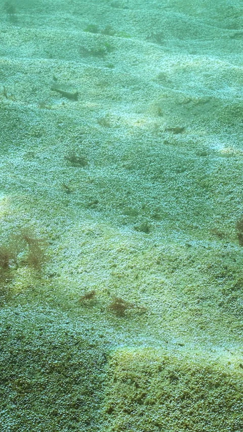 Process of photosynthesis on seabed in unicellular algae that release oxygen Stock Footage 324253832