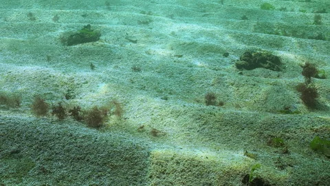 Process of photosynthesis on seabed in unicellular algae that release oxygen Stock Footage 339369905
