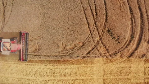 Process of picking crops of wheat in the field. Video stock 170275338