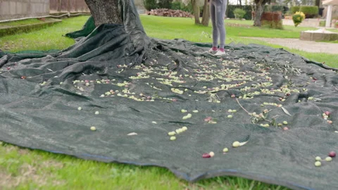 Process of picking olives on field plantation for further olive oil production Stock Footage 221849893