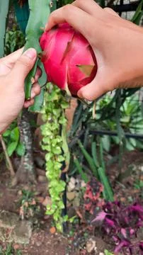 The process of picking ripe dragon fruit from the tree 01 Stock Photos