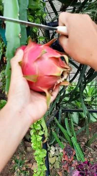 The process of picking ripe dragon fruit from the tree 02 Stock Photos