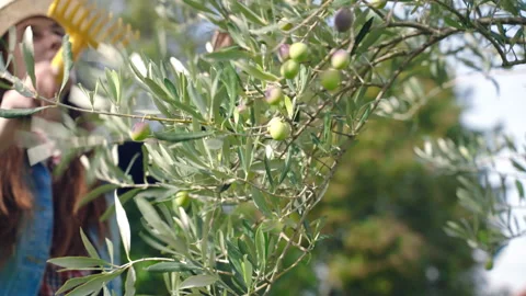 Process of picking ripe green and black olives from the tree branches, female Stock Footage 242001864