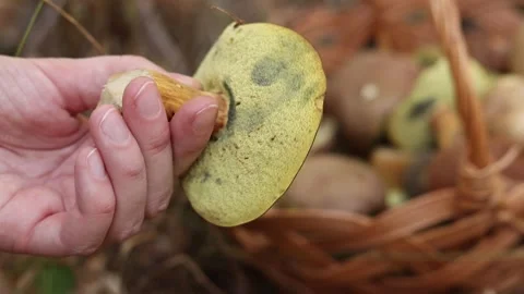 The process of picking wild mushrooms in the forest, close-up 動画素材 348436127