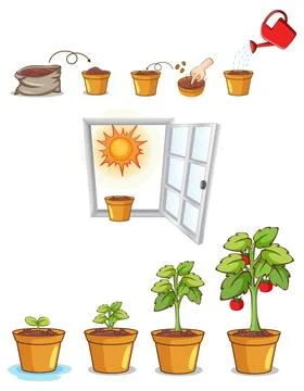 Process of Plant Growth Vector 스톡 일러스트