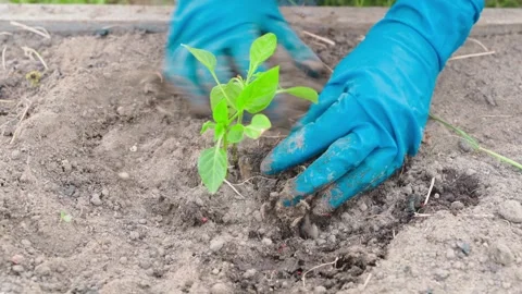 The process of planting bell pepper seedlings in water spilled garden soil close Stock Footage 252205821