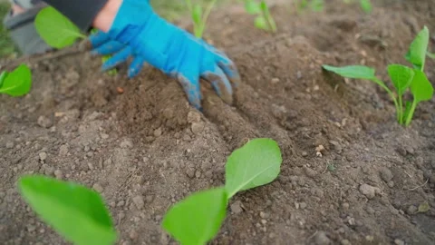 The process of planting cabbage seedlings in the garden bed, slow motion Stock Footage 311520326