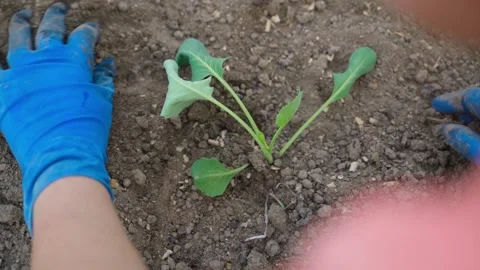 The process of planting cabbage seedlings, top view Stock Footage 316147569