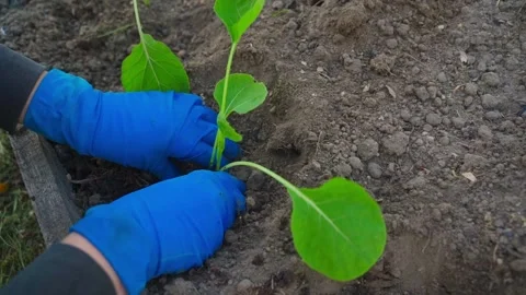 The process of planting cabbage sprouts in vegetable garden soil Stock Footage 311058915