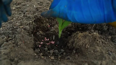 The process of planting cabbage sprouts on a vegetable garden bed, close-up Stock Footage 314249389