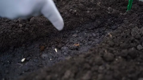The process of planting cucumber seeds in the soil of the garden, close-up Stock Footage 310599631