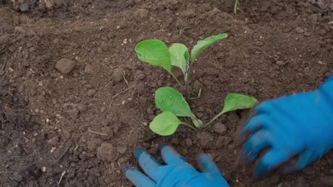 The process of planting eggplant sprouts on a vegetable garden bed, close-up Stock Footage 313052776