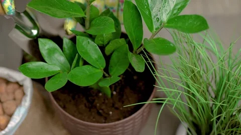 Process of planting flower in pot. Apply garden tools, ecology. Concept of Stock Footage 274470556