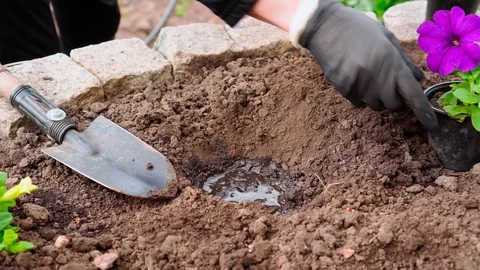 The process of planting flowers in the garden Stock Footage 129672939