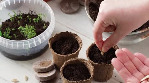 The process of planting. Stock Footage 169755789