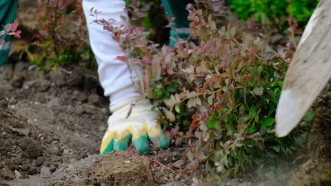 Process of planting multiple decorative city shrubs. A gardener places one seedl Stock Footage 313869020