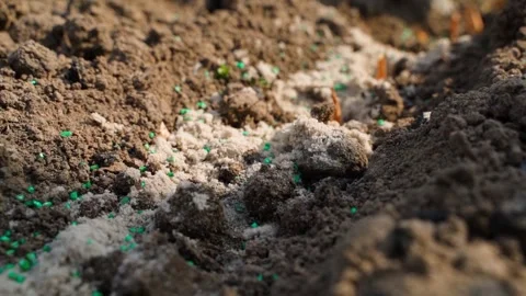 The process of planting onions in prepared soil in a vegetable garden, close-up Stock Footage 306270523