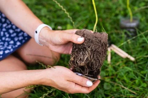 The process of planting paulownia, the root system in the hands of the garden Stock Photos