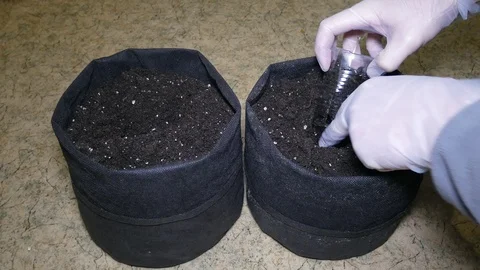 The process of planting plants in a pot.Hands gloves in a big way. Vídeo Stock 121515033