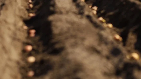 Process of planting potato field in the vegetable garden, close up. Stock Footage 127837445
