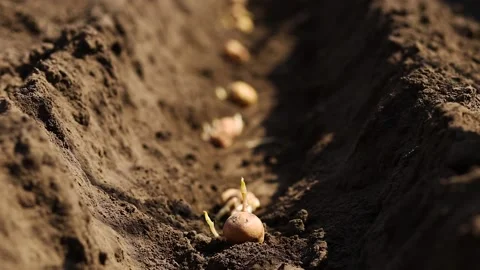 Process of planting potato field in the vegetable garden, close up. Stock Footage 146889960