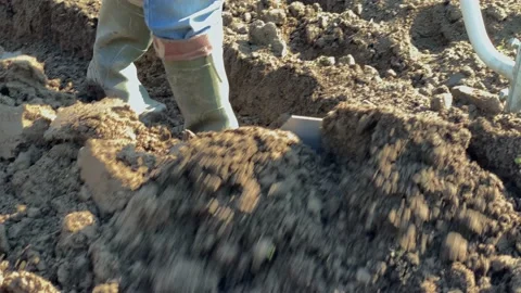 The process of planting potatoes in early spring using a hand plow close-up Stock Footage 221142593