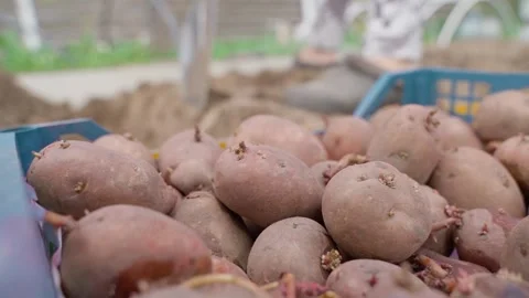 The process of planting potatoes in a garden bed. Close-up of seed potatoes in Stock Footage 310927793