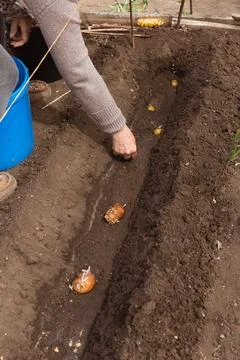 The process of planting potatoes with sprouts in a flat bed by a gardener Stock Photos
